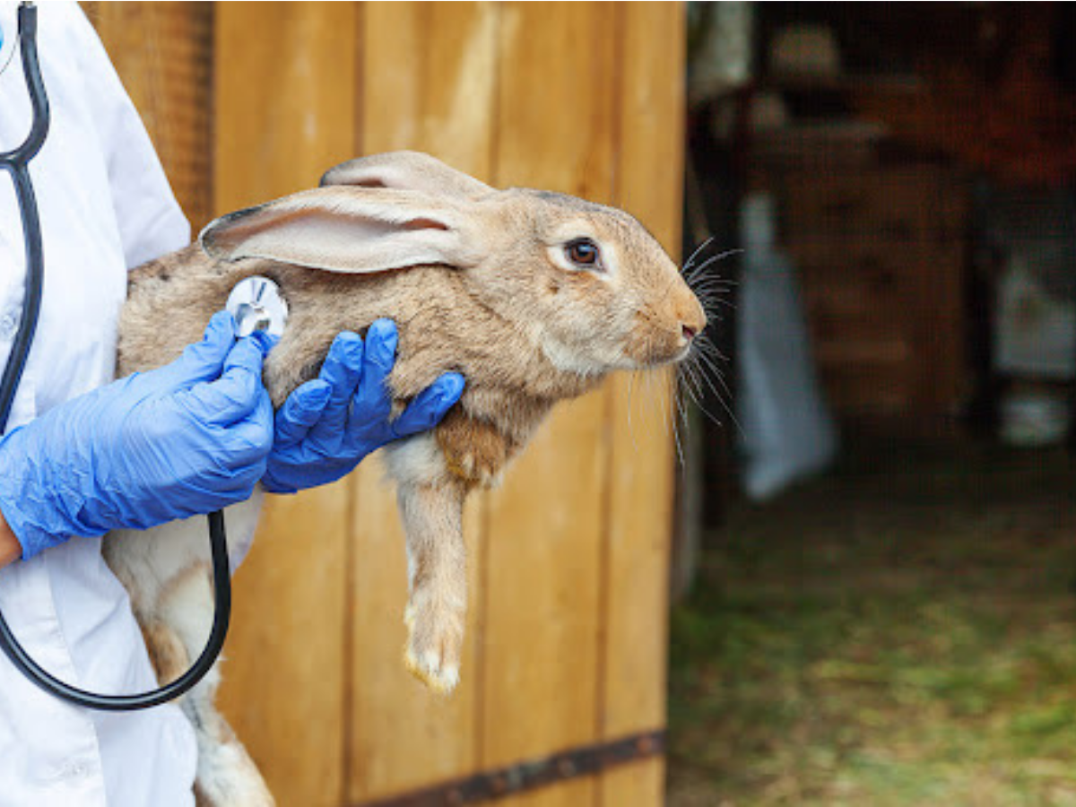 Kanatlı Hayvan Sağlığı