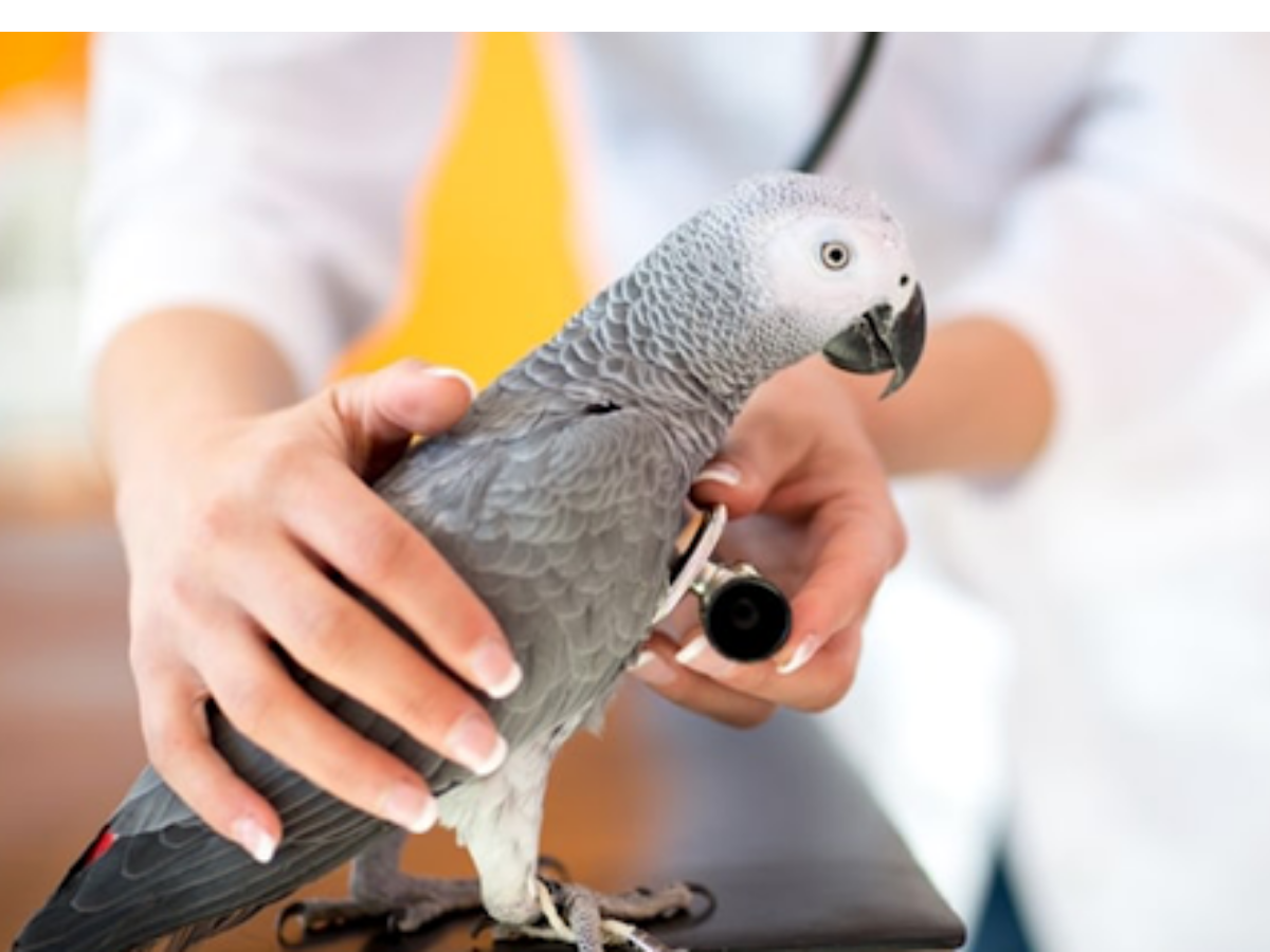 Kanatlı Hayvan Sağlığı