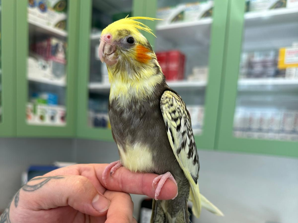 Kanatlı Hayvan Sağlığı